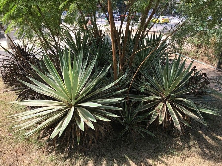 Garten-Sisal 9