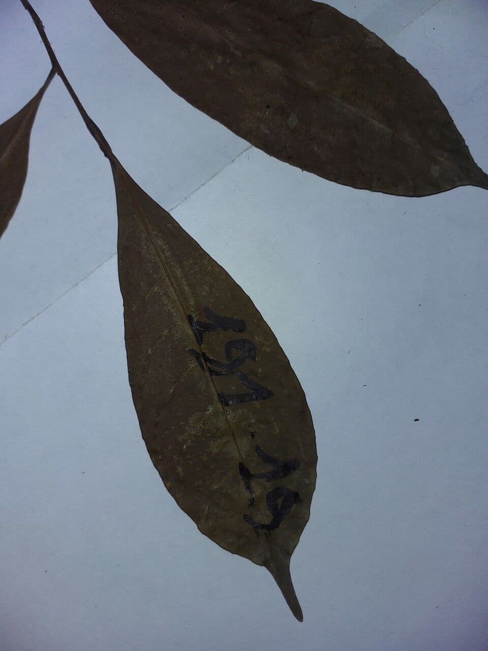 Pouteria 7