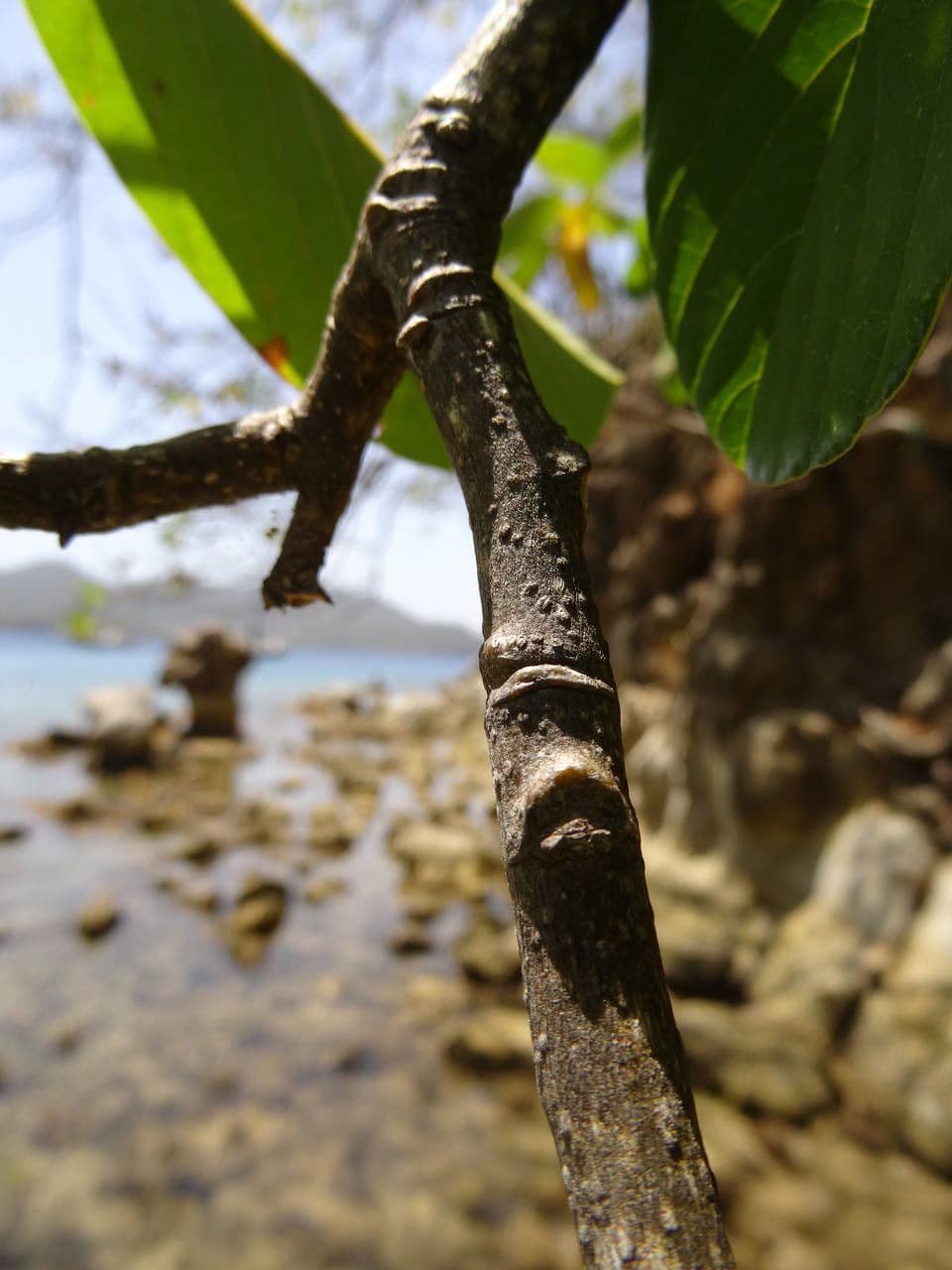 Piscidia carthagenensis 4