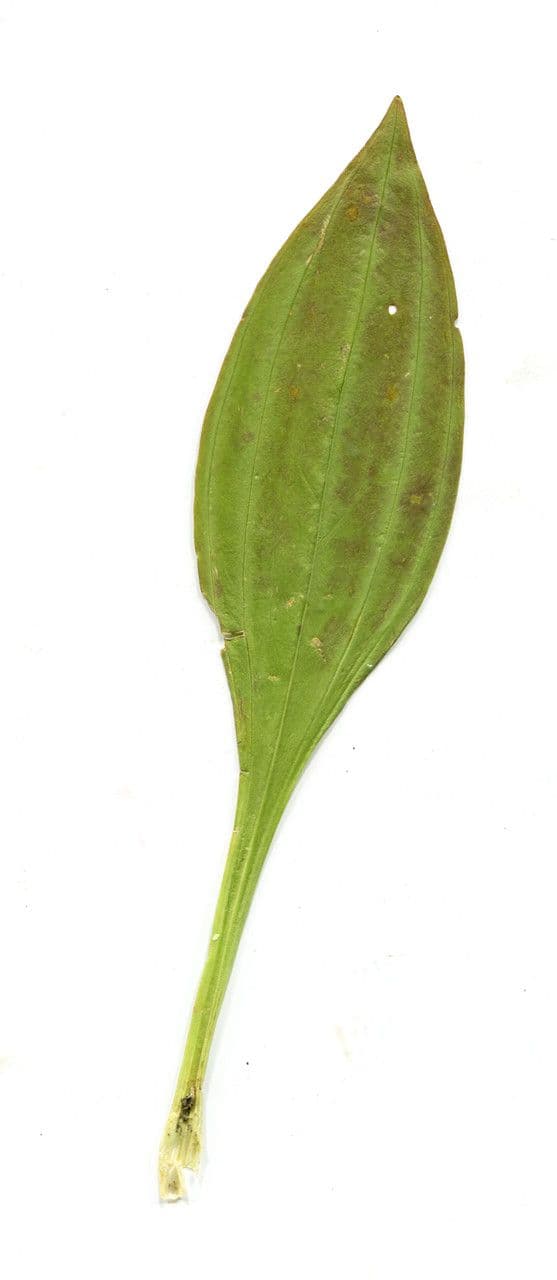 Hořec nachový 23