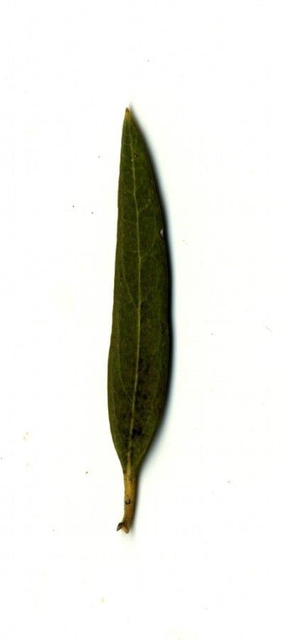 Schmalblättrige Steinlinde 30