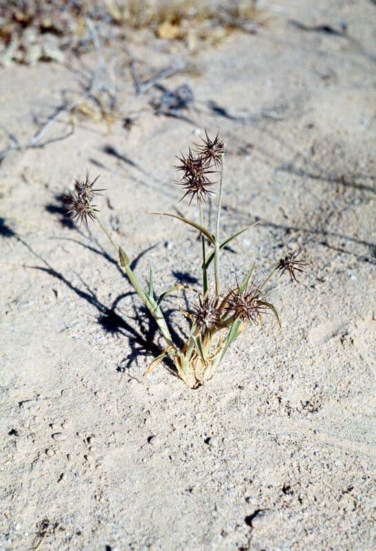 Sandburr