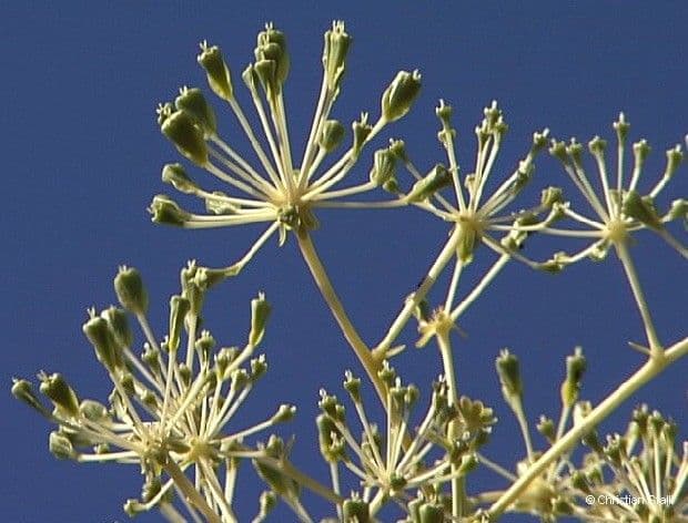 Myodocarpus 3