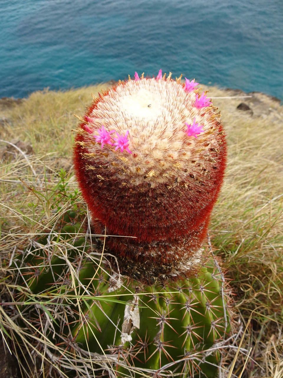Melocactus 14