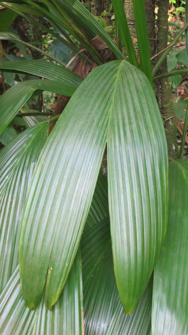 Asplundia 10