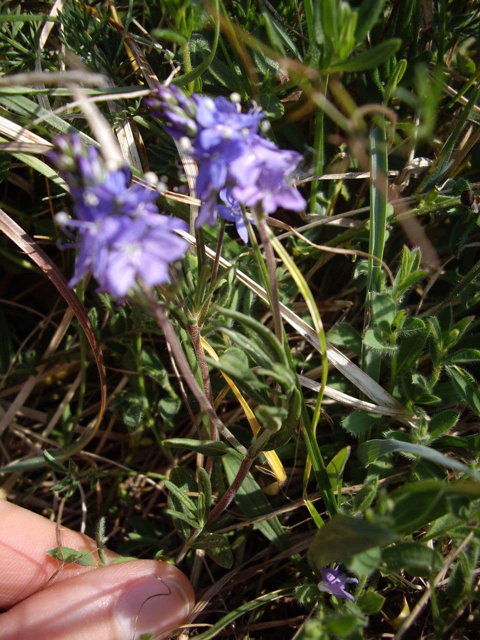 Veronica prostrata 8