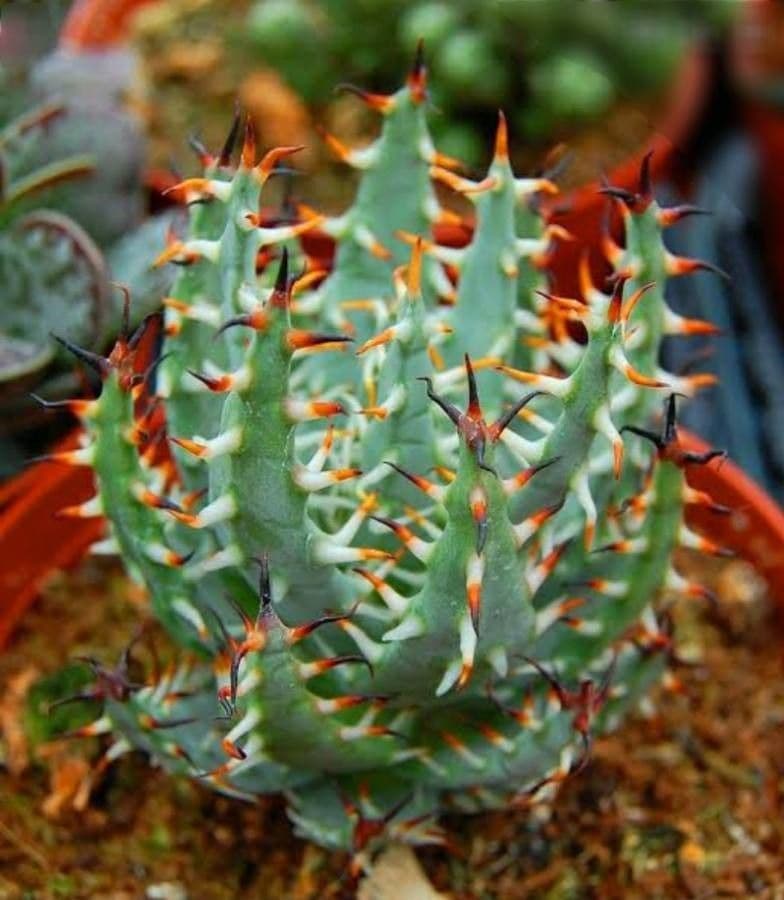 Aloe spinosa
