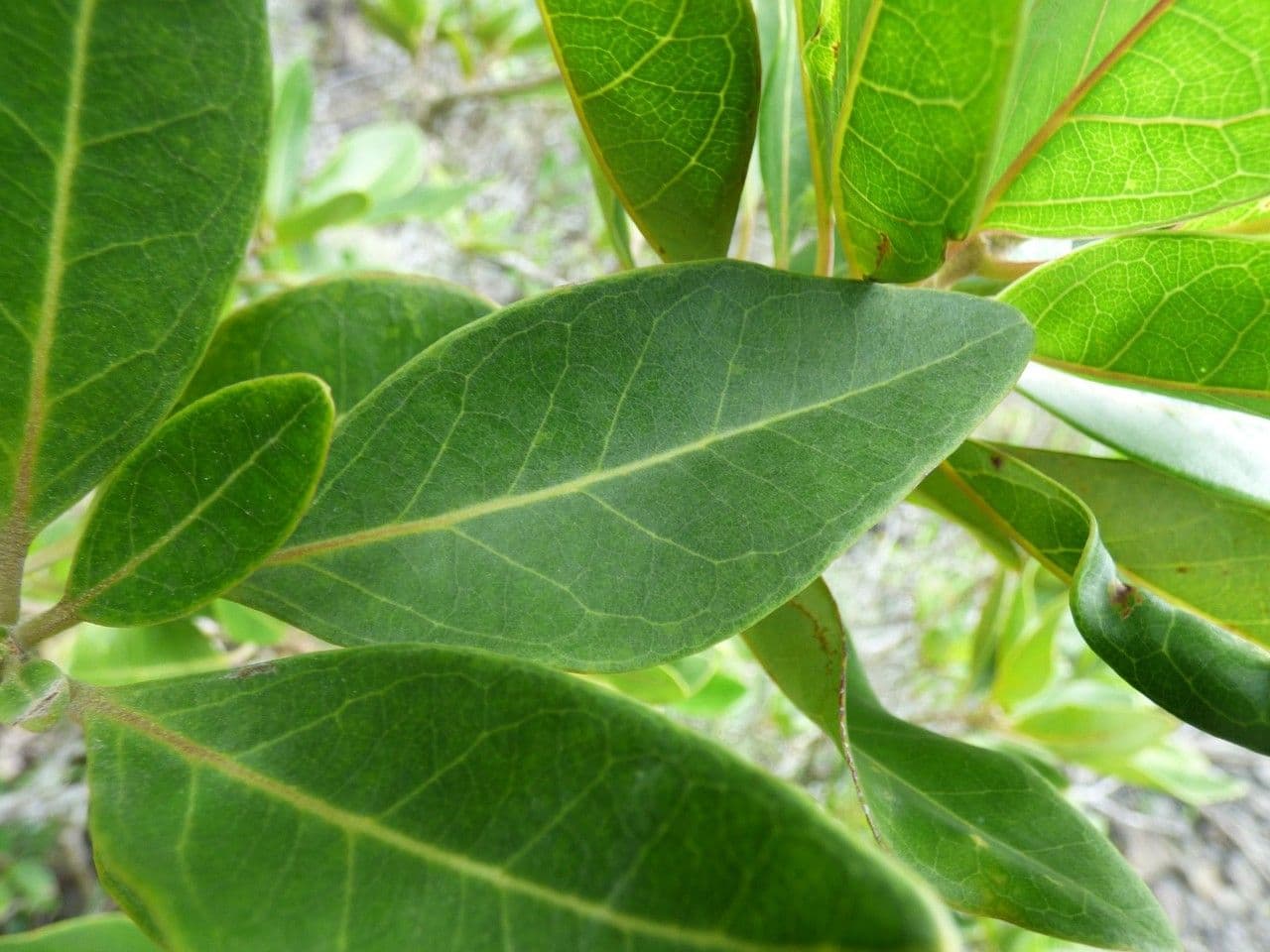Nuxia verticillata 16