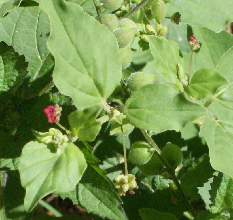 Boerhavia diffusa 34