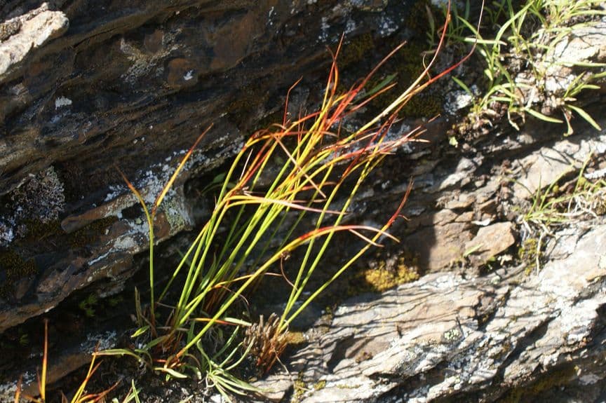 Kobresia myosuroides 8