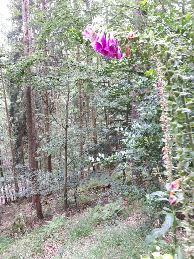 Basralocus