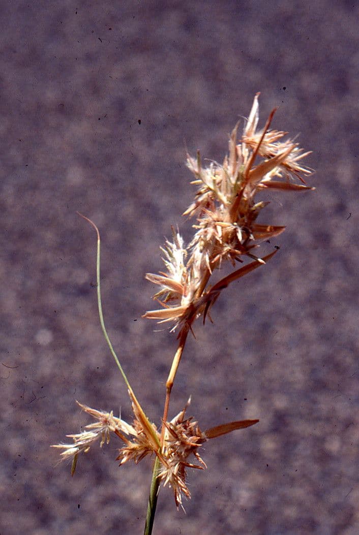 Lasiurus 5
