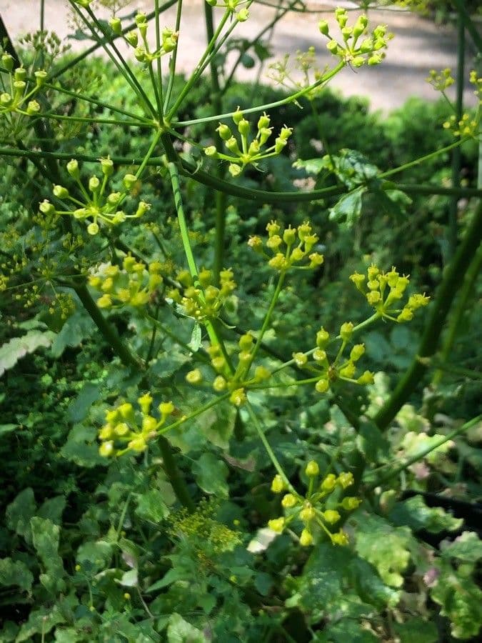 Opopanax