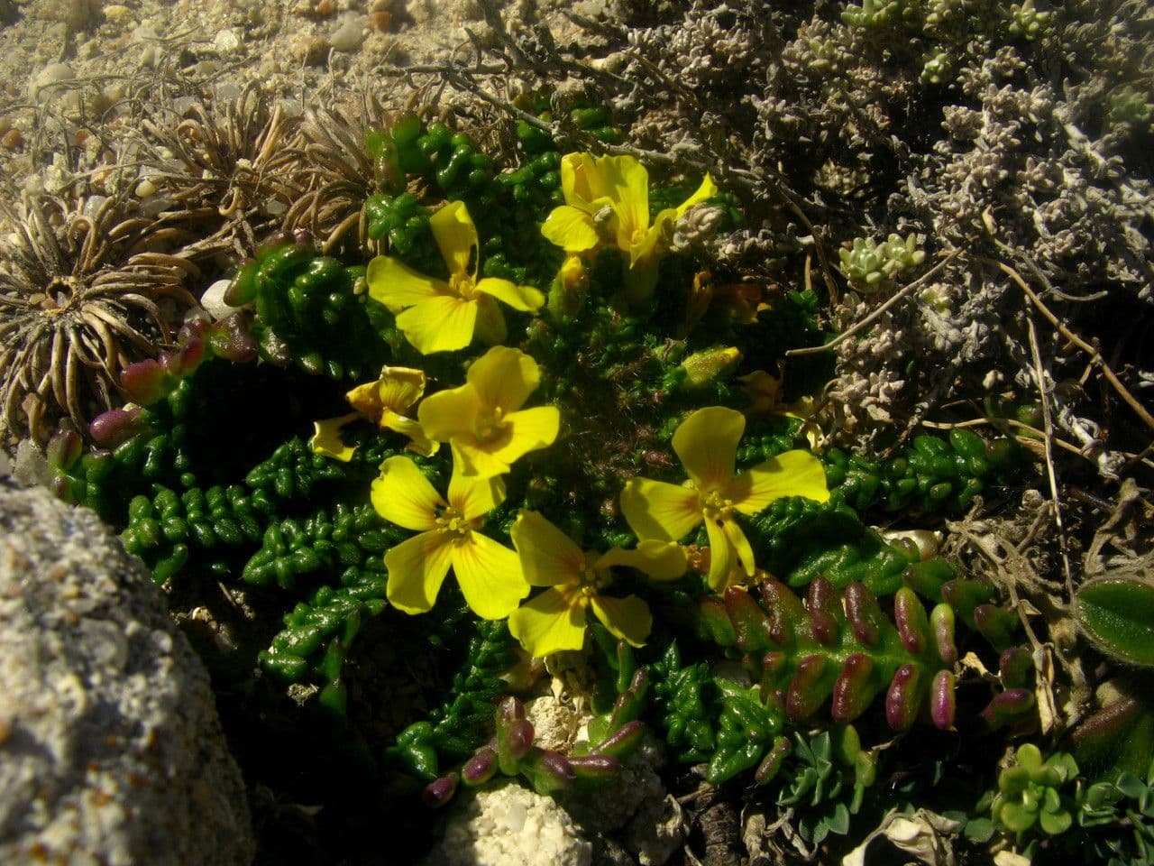Morisia monanthos 8