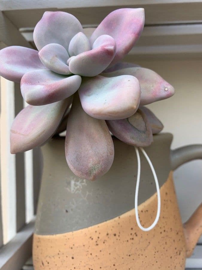 Pachyphytum 9