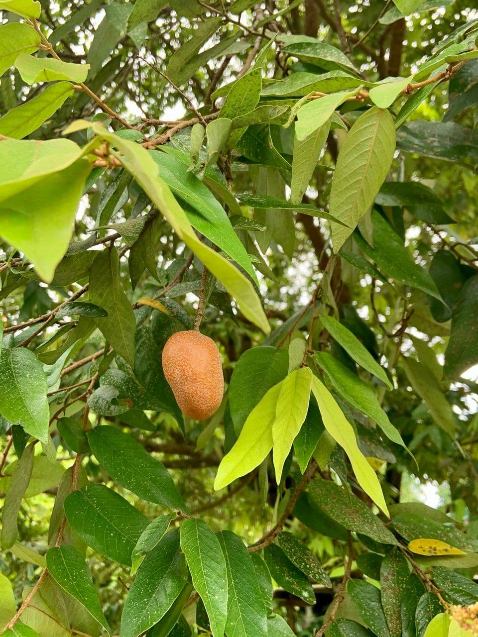 Parinari