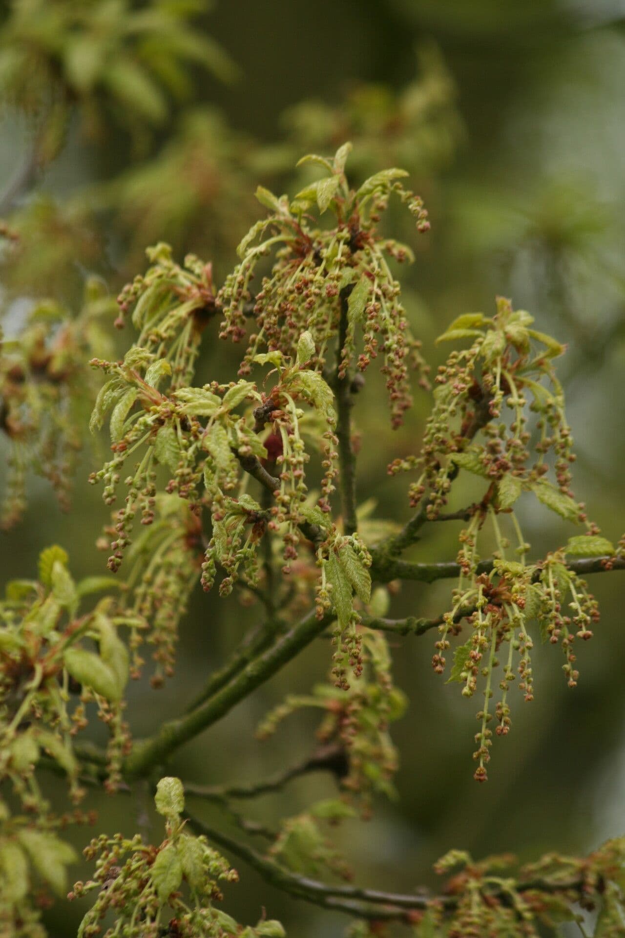 Quercia 3