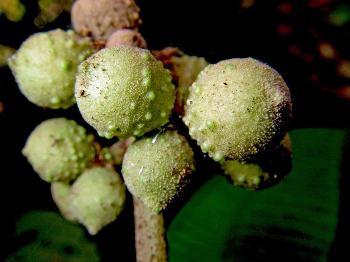 Conostegia 2
