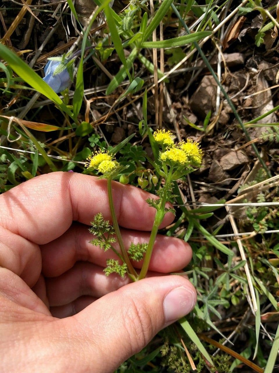 Sanicula tuberosa