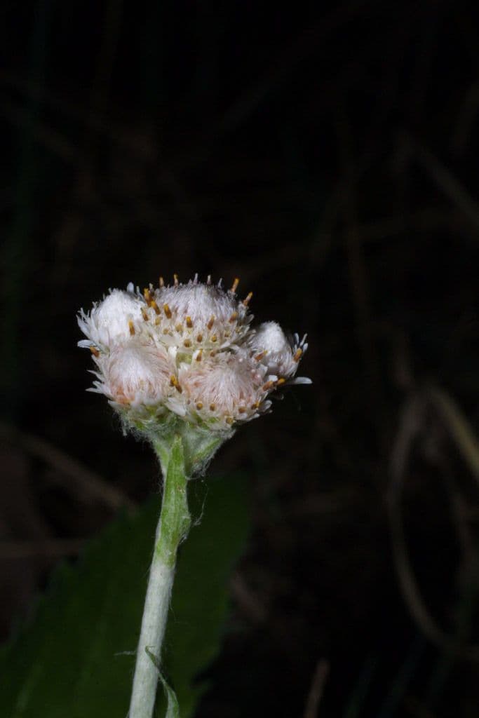 Antennaria de hoja de llantén