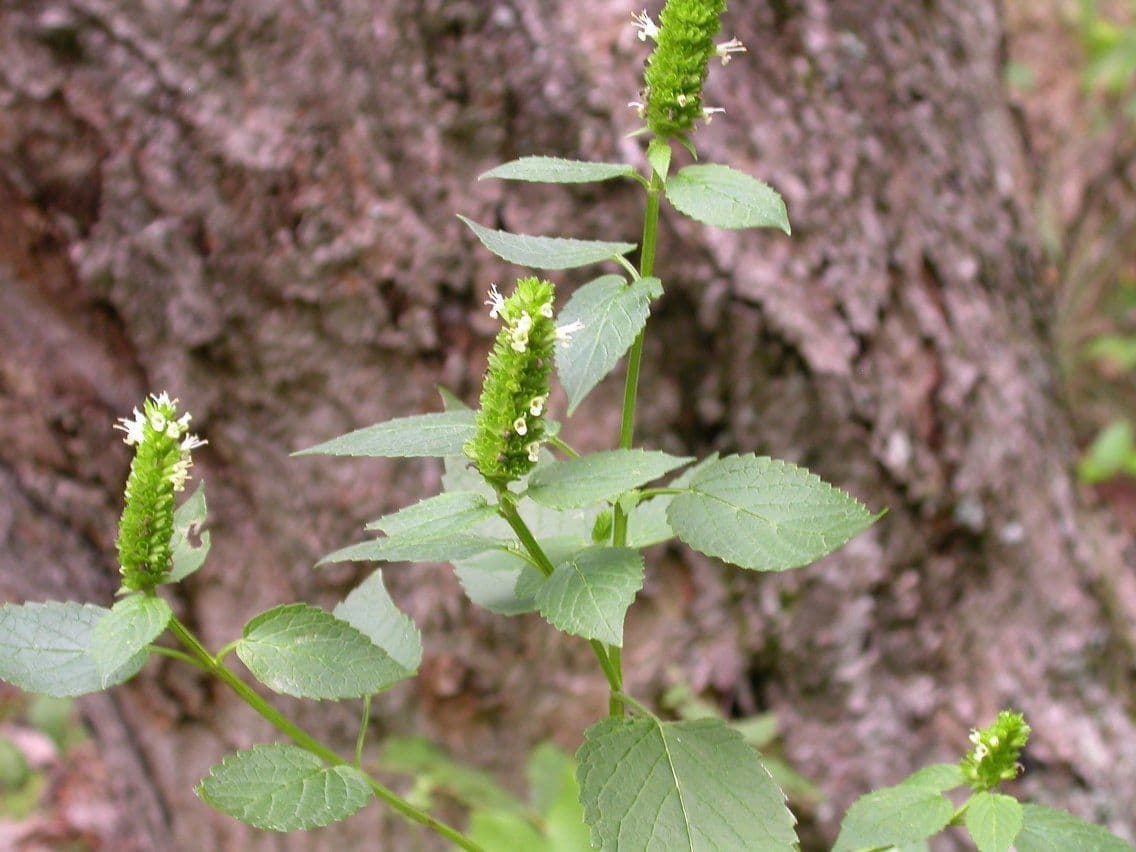 Agastache nepentoide 10