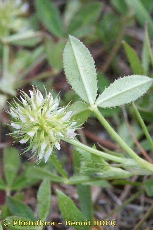 Teasel clover 17