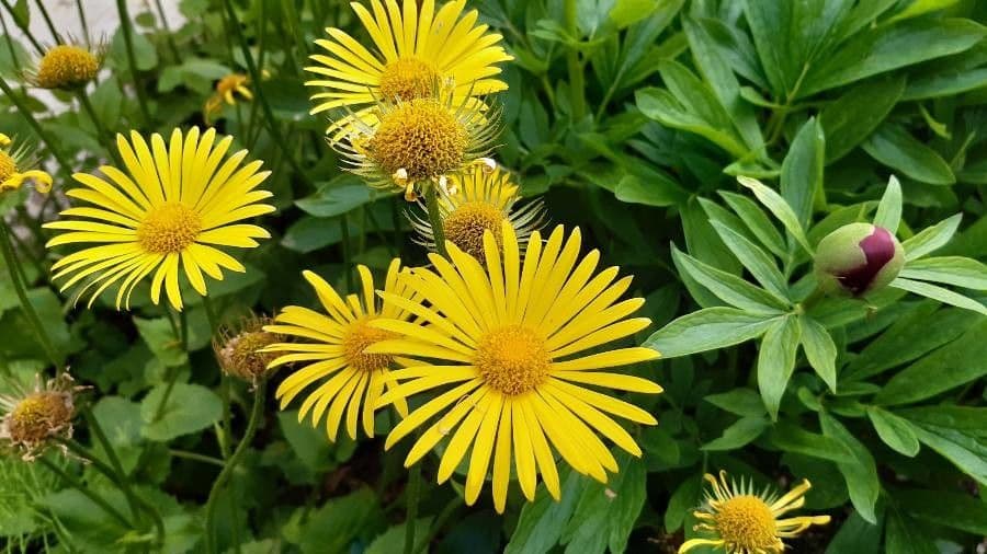 Plantain-leaf leopard's-bane 5