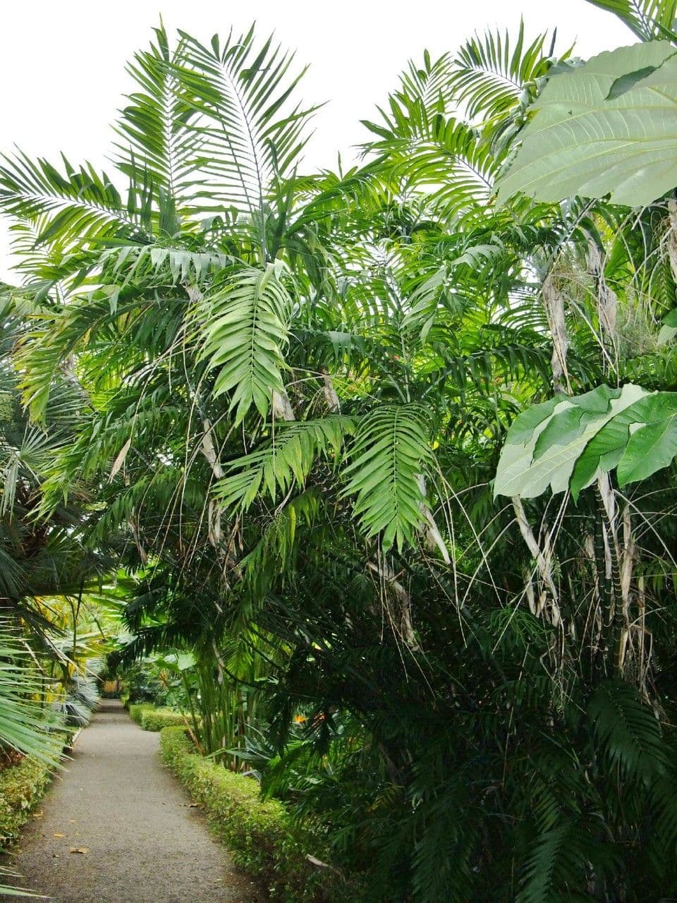 Chamaedorea