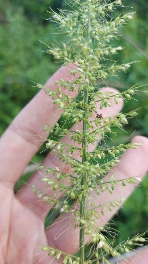Setaria 4
