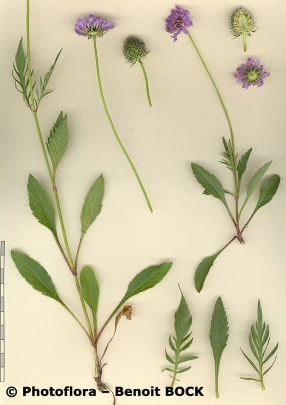 Vedovina lucida 25