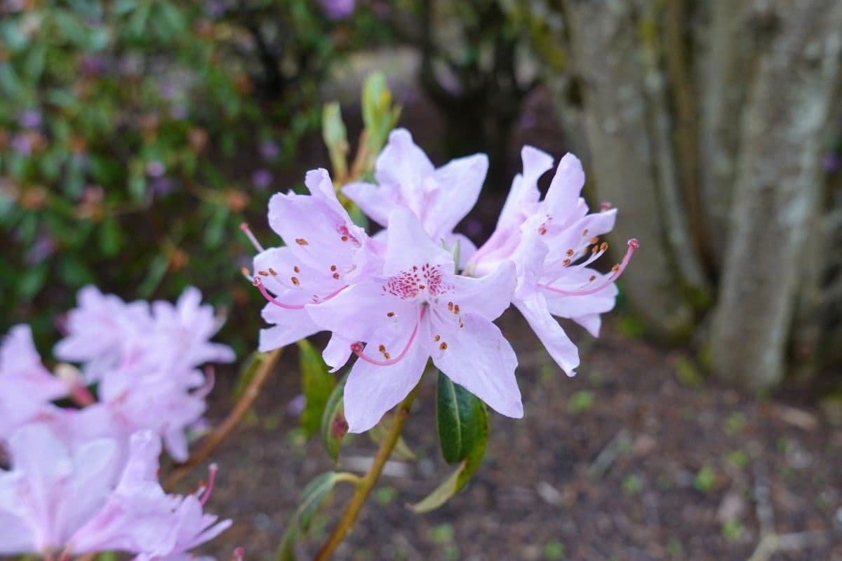 Rododendro 3