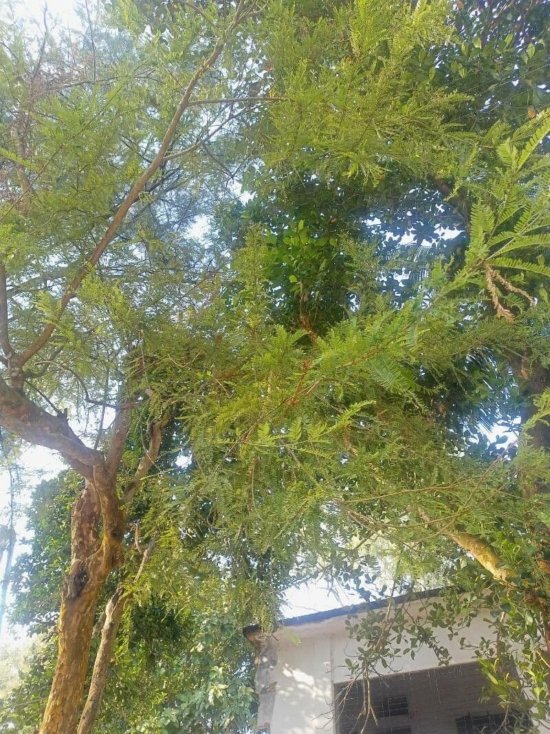 Amla 11
