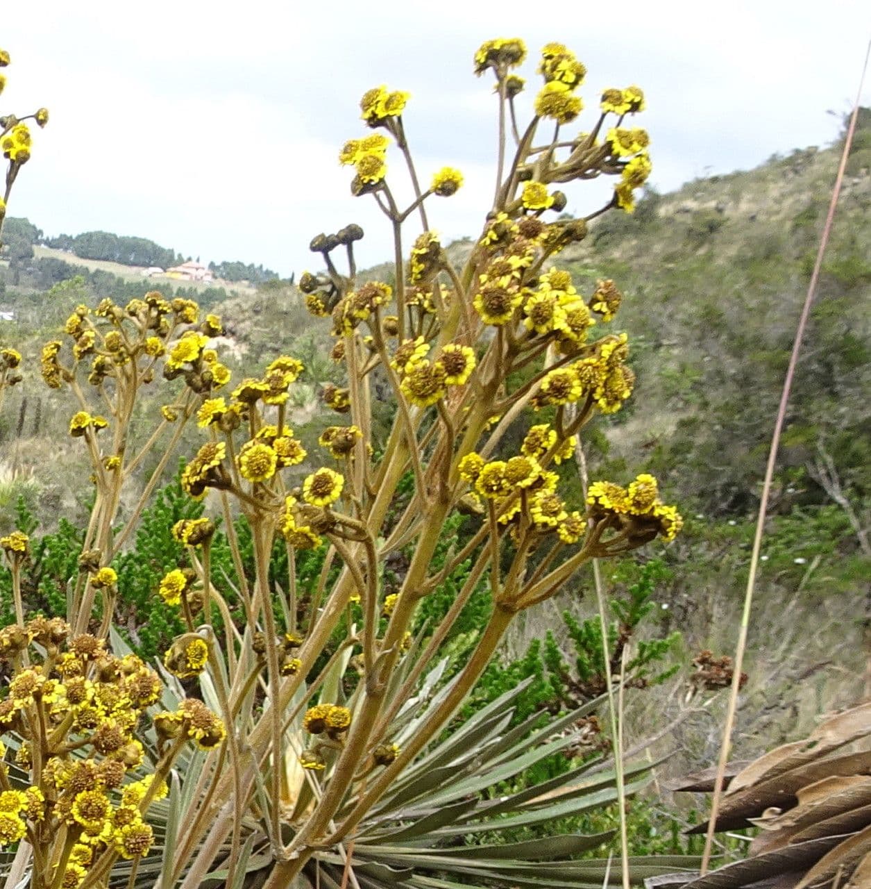 Espeletia