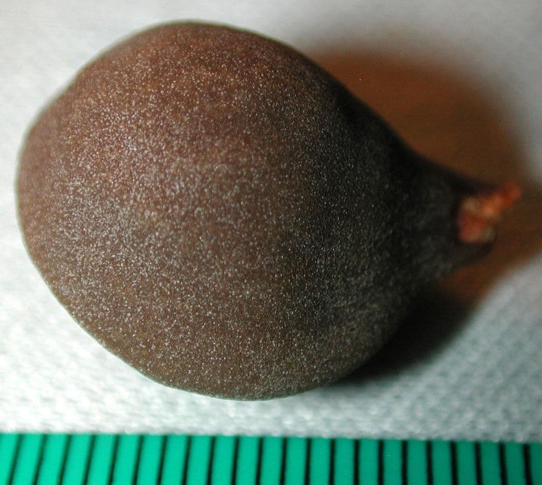 Meliosma 13