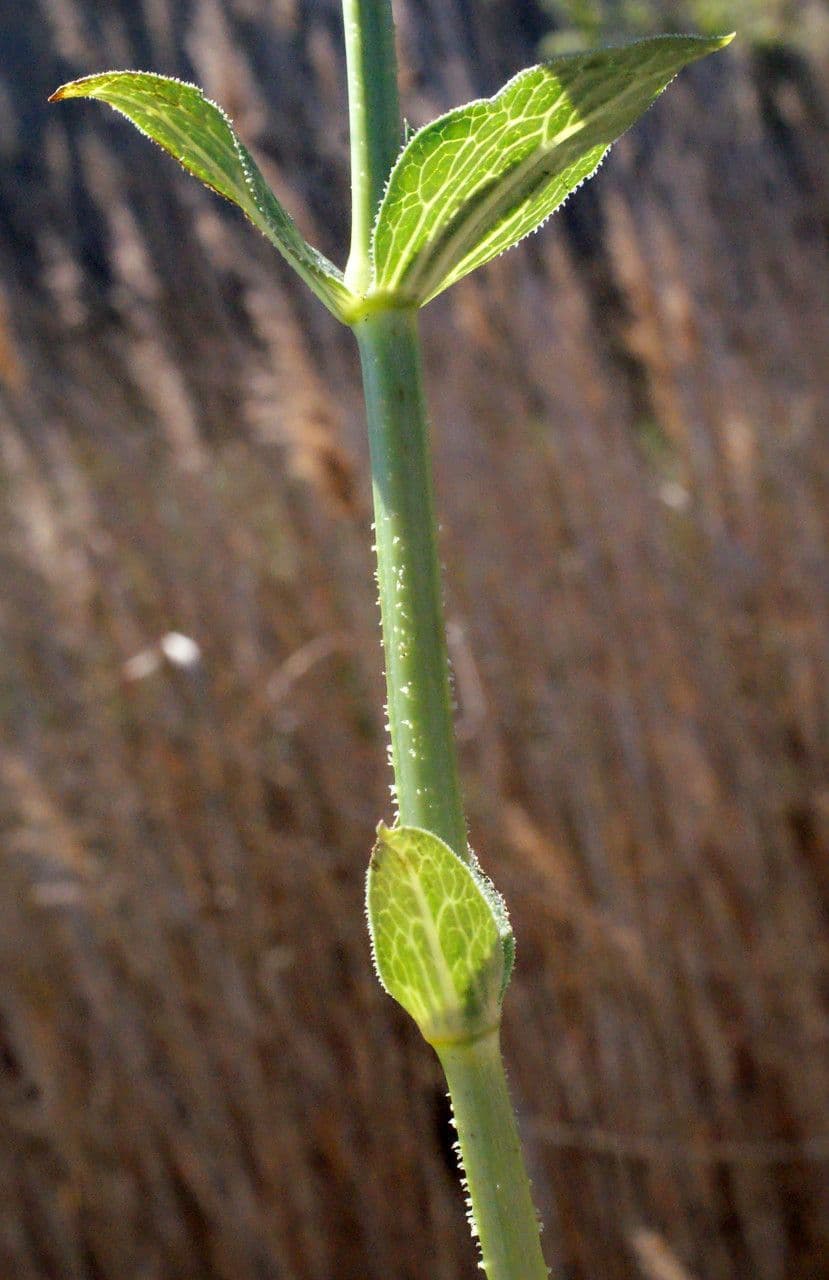 Färberkrapp 21