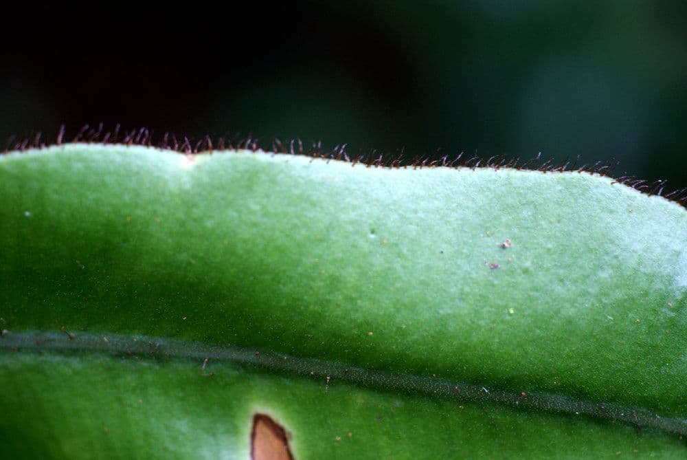 Elaphoglossum 7