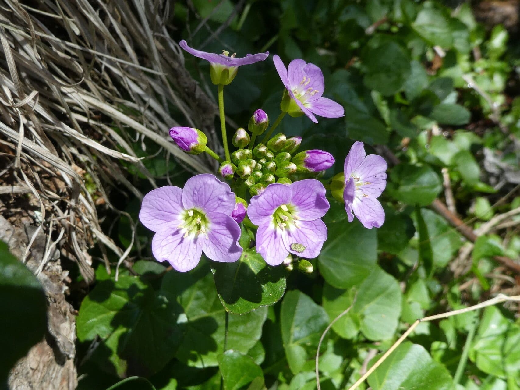 Cardamine raphanifolia 10