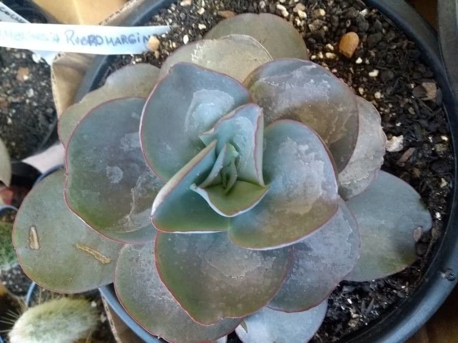 Echeveria 3