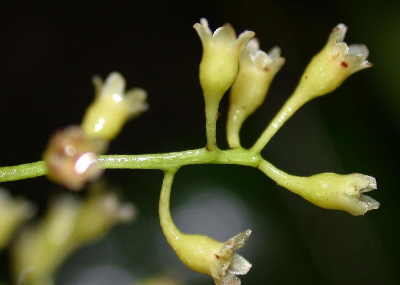 Ocotea cernua 4