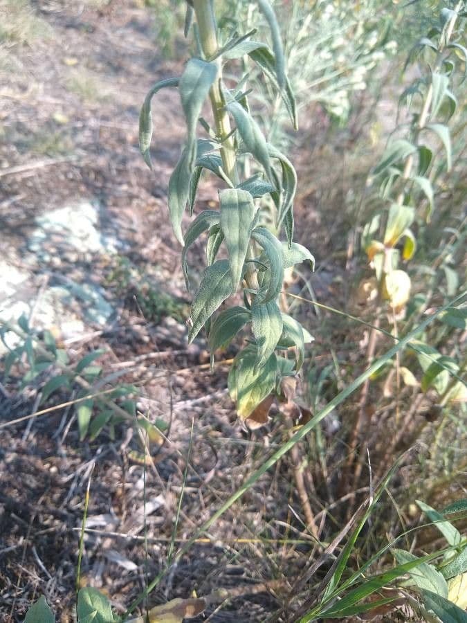 Brickellia eupatorioides 16