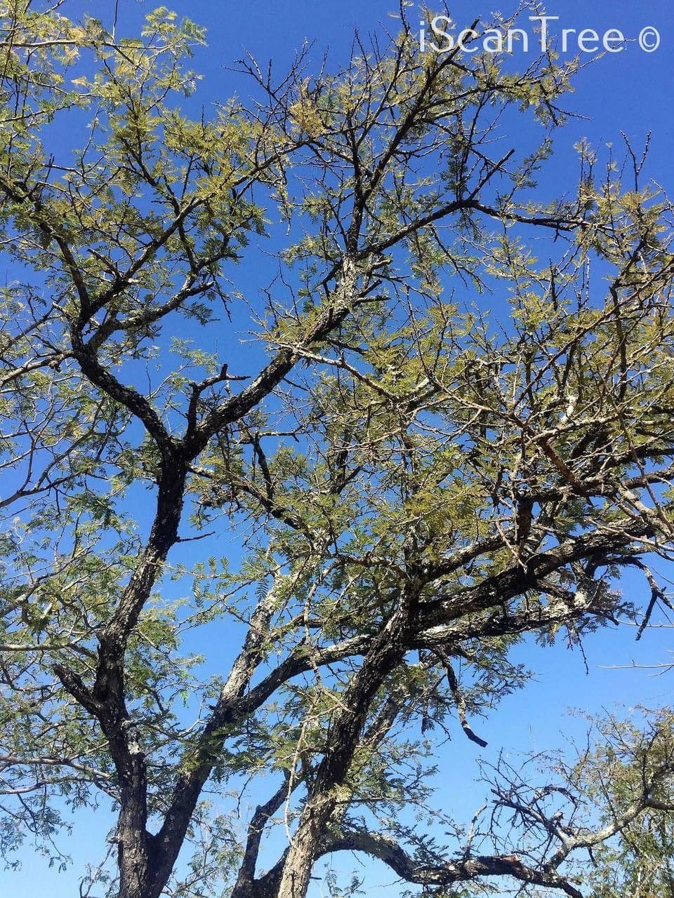 Vachellia gerrardii 2