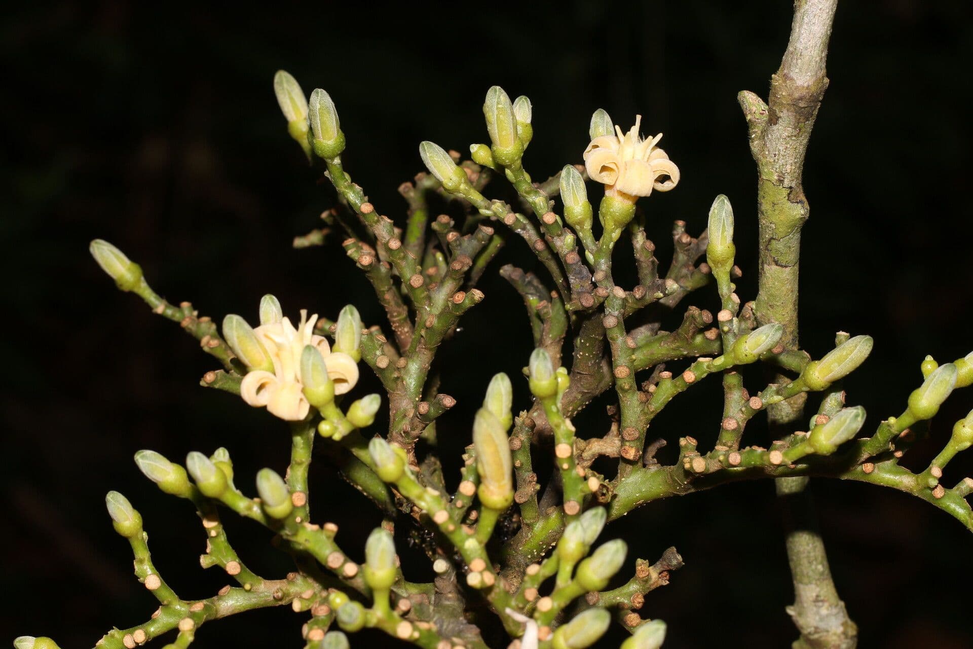 Conchocarpus 6