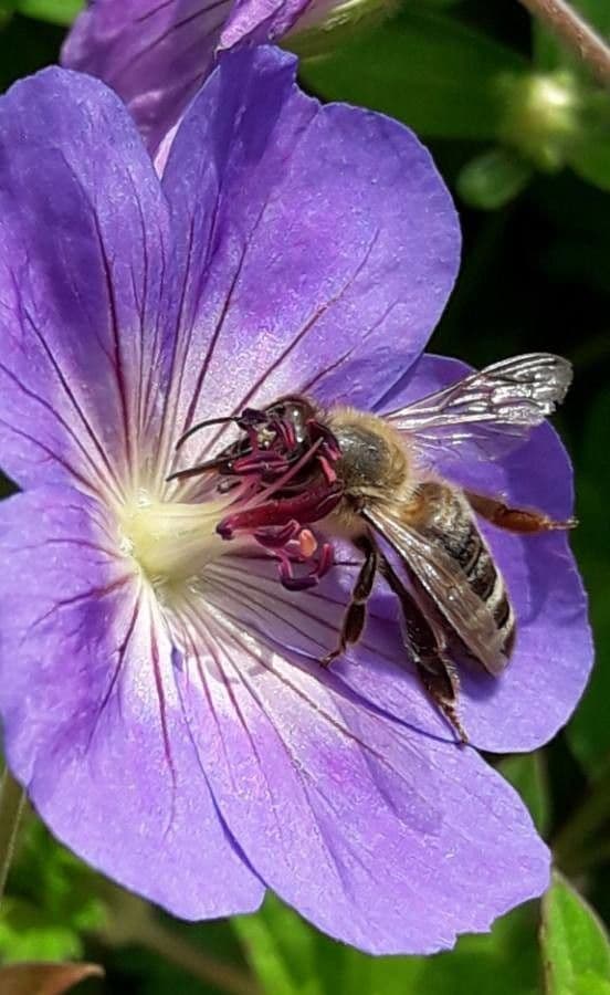 Géranium des prés 10