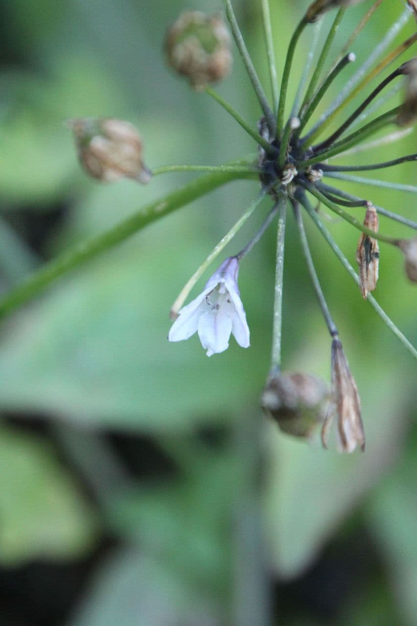 Triteleia