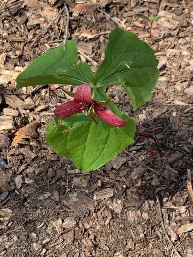Trillium eretto 16