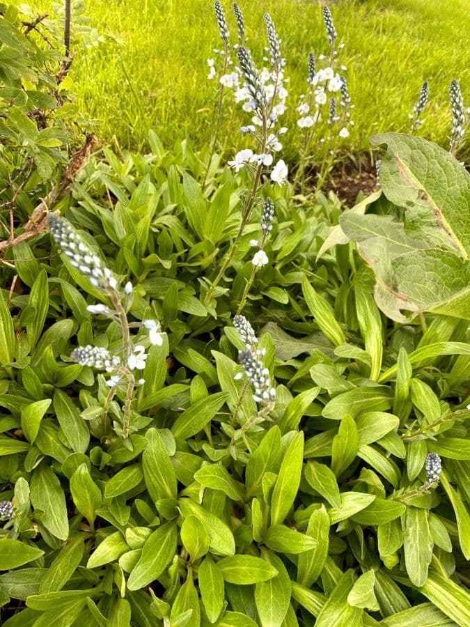 Veronica gentianella