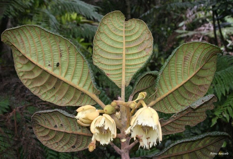 Elaeocarpus 8