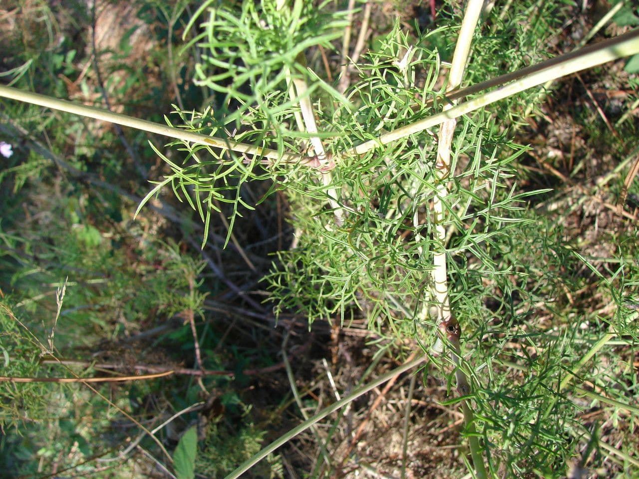 Scabiosa triandra 11