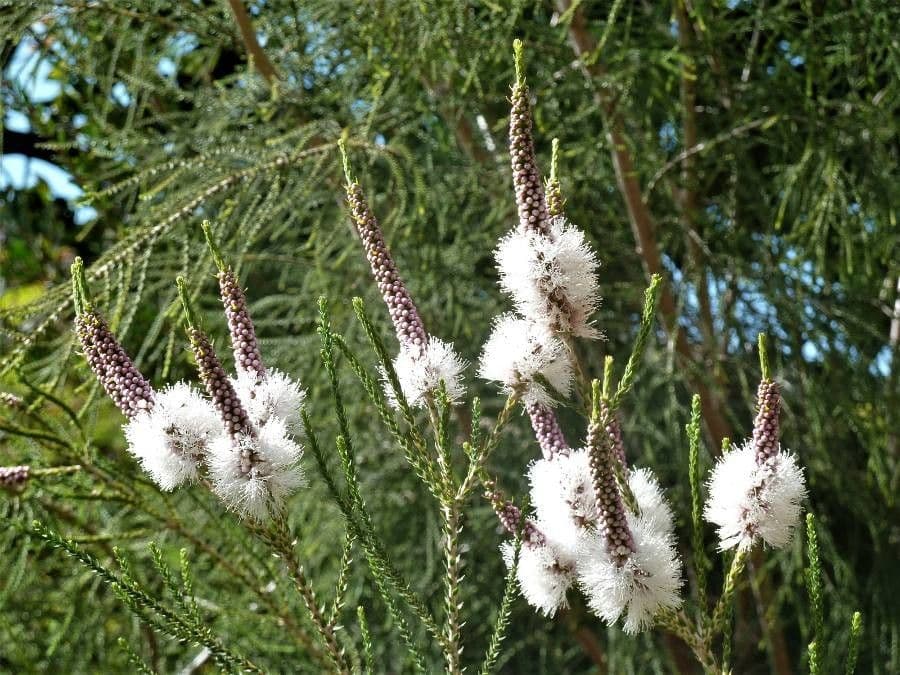 Melaleuca di Hügel 2