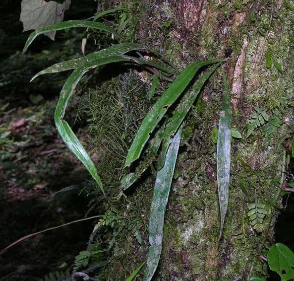 Ananthacorus angustifolius